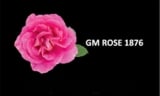 GM Rose 1876 S.r.l.