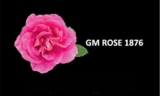 GM Rose 1876 S.r.l. GM Rose 1876 S.r.l.